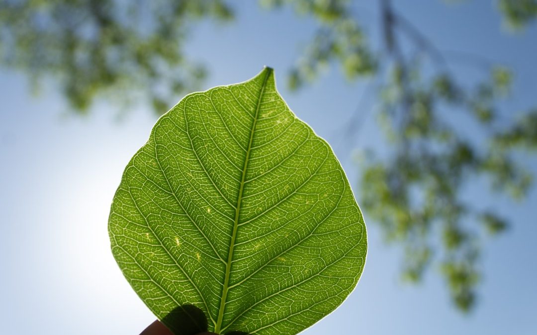 Best 5 Lightweight Online IDEs and Sandboxes That Reddit Webdevs Use for Quick Prototyping Without Local Setup